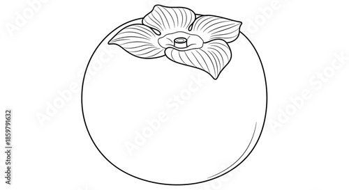 Detailed line art illustration of a round persimmon fruit with its characteristic calyx leaves at the top in a realistic botanical style.