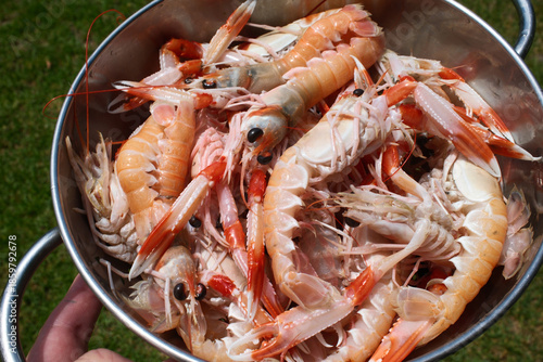fresh red scampi as delicacy meditarrean sea food in costa brava