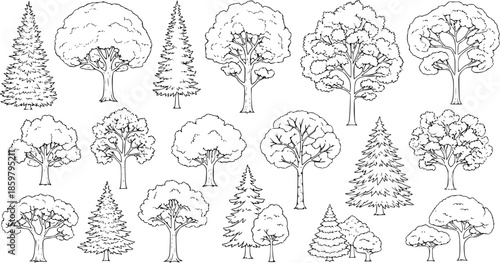 Set of coniferous and deciduous trees for architecture and landscape design, line drawing, contour. Vector illustration
