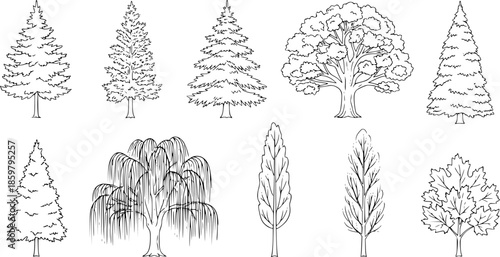 Set of coniferous and deciduous trees for architecture and landscape design, line drawing, contour. Vector illustration
