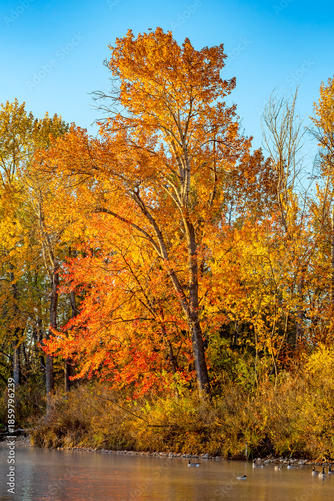 Fototapeta premium Autumn foliage along the Boise River Idaho