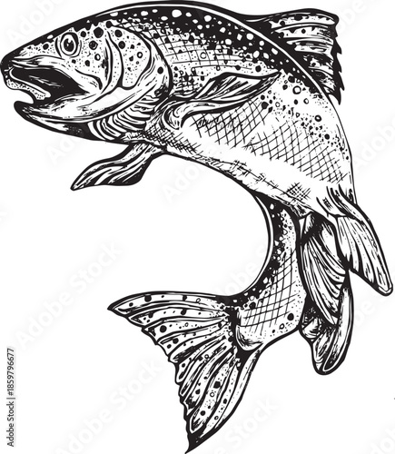 Hand-drawn black pen and ink illustration of a rainbow trout fish illustrated in vintage vector format with isolated background. Great for fisherman, sportsman clubs and outdoors. 