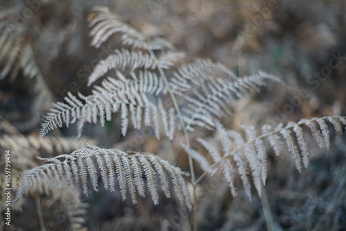 Ast eines Farn Krauts des Kaiserfarns im Winter