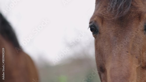 Closeup of old brown horses standing in countryside pasture showing aged features and natural bond between them