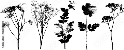 Black and white stencil illustration of deep forest understory flora for nature art design