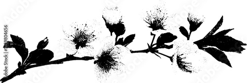 Elegant black and white cherry blossom stencil illustration for art and design