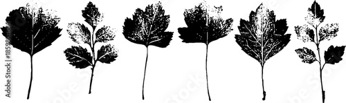 Black and white stencil illustration of delicate frost patterned leaves for design projects