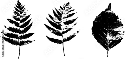 Monochrome botanical stencil art with delicate frost patterns for nature-inspired designs