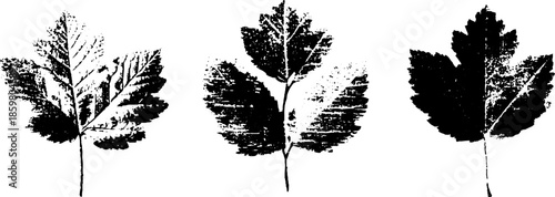 Black and white stencil illustration of delicate frost pattern leaves for wall art or design