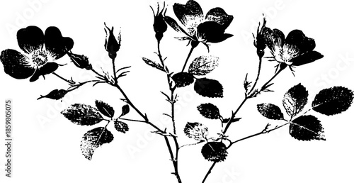 Black and white dogrose branches stencil illustration for art and design projects