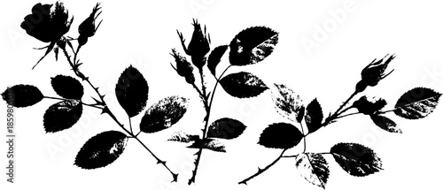 Black and white stencil illustration of dogrose branches in artistic design