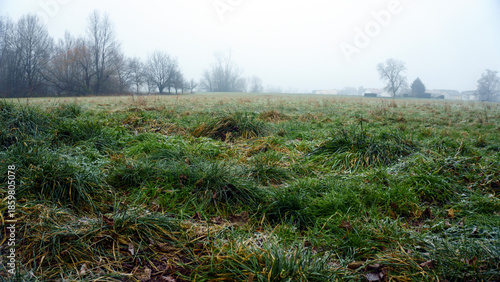 Green grass field in winter fog. Misty cold morning over meadow with fresh green grass, low visibility and grey sky, calm seasonal landscape in late autumn or early winter.