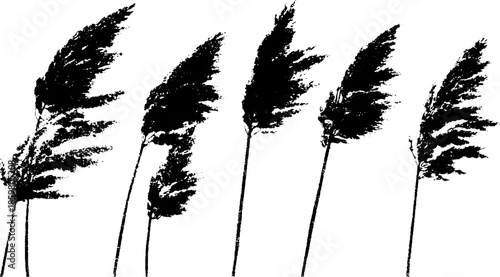 Black and white silhouette of drifting dune grass in wind for nature design