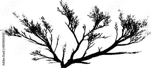 Black and white stencil illustration of fallen desert twigs for design and decoration
