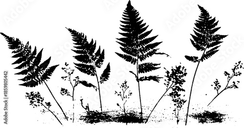 Black and white stencil illustration of fallen fern stems with natural details for print design