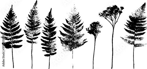 Black and white stencil illustration of fallen fern stems for nature-inspired design