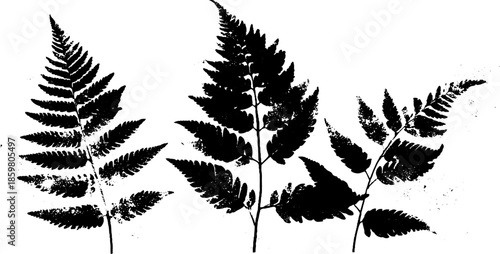 Black and white stencil illustration of fern leaves unfurling for nature and botanical design