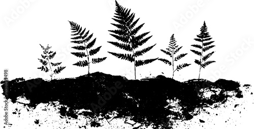 Monochrome fern silhouette shadows in grunge style for nature and design