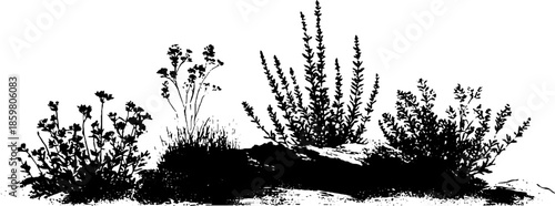 Black and white stencil illustration of hardy mountain shrubs for natural decor