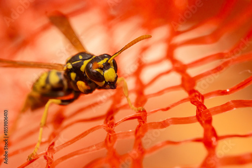 Wasp on a red net