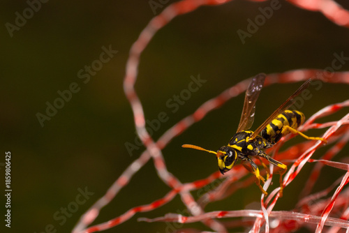 Wasp on a leaf