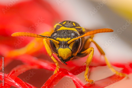 Wasp on a net