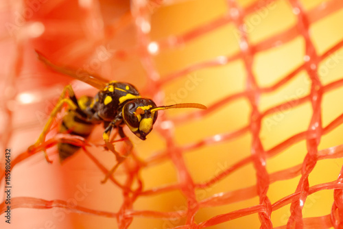 Wasp on yellow flower