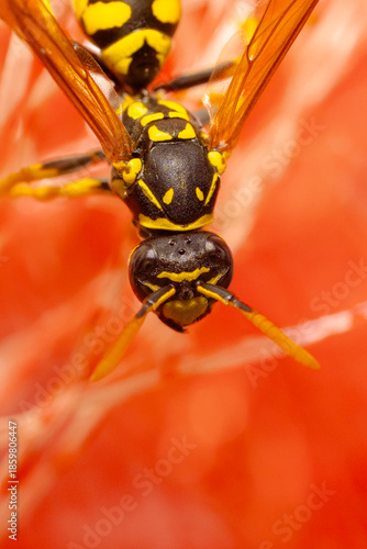 Wasp on a red net