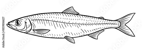 Herring fish line drawing in black and white