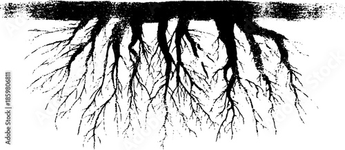 Black and white stencil illustration of long willow roots for nature-inspired designs