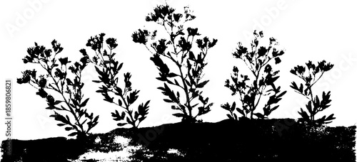 Black and white stencil illustration of low desert shrubs for art and design projects