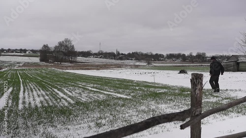 A countryman inspects winter wheat seedlings covered with snow