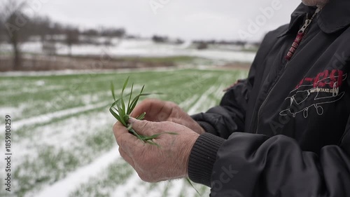 A countryman inspects winter wheat seedlings covered with snow