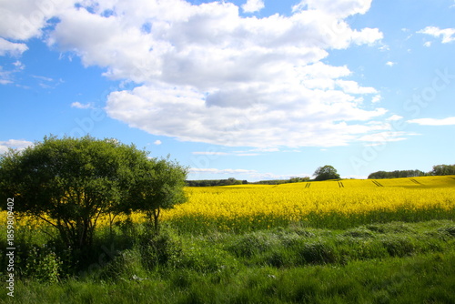 The green grass and yellow rapeseed field and a smal tree