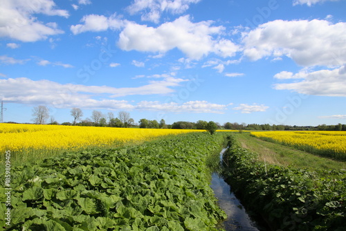Stream flowing through colorful fields and a blue sky