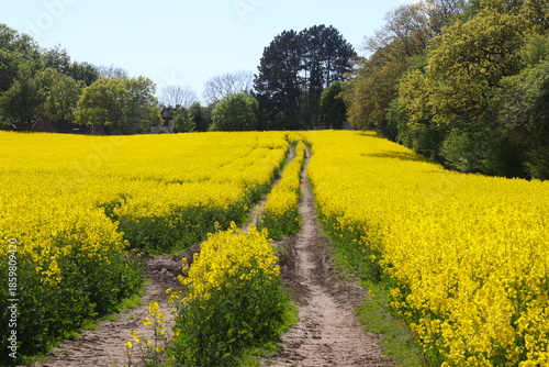 Wide tractor track in a yellow rapeseed field and som green trees