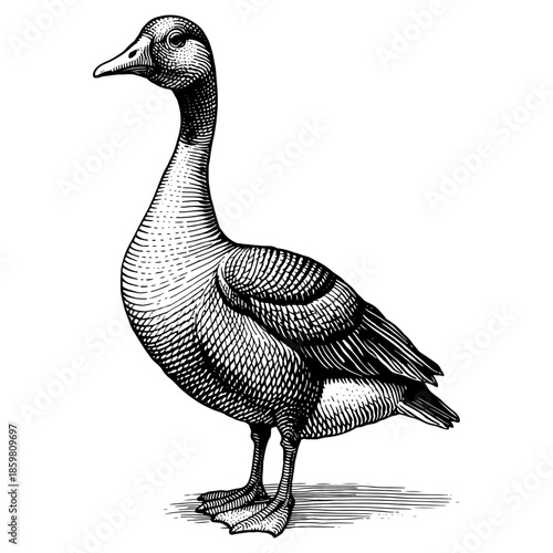 A goose standing in profile in a classic woodcut style for a nature illustration