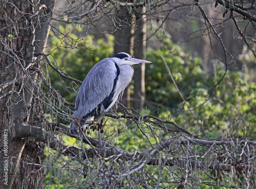 airone cinerino (Ardea cinerea) dormiente