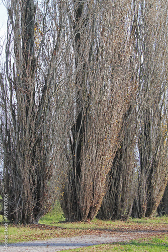 pioppi cipressini in inverno