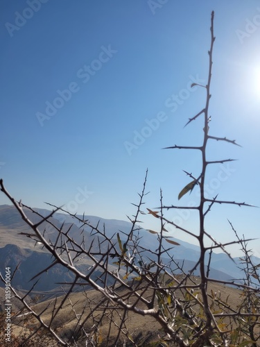dry spines, grass in the mountains, against blue sky