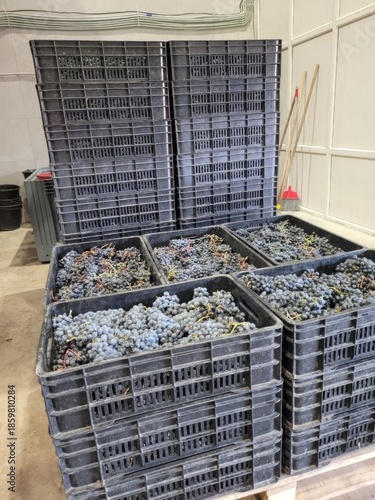 boxes, blue grapes
