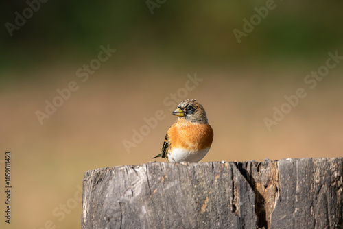 A Brambling (Fringilla montifringilla) perched on top of a tree stump.