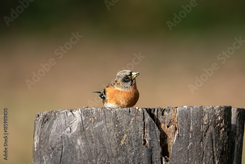A Brambling (Fringilla montifringilla) perched on top of a tree stump.
