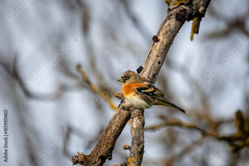 A Brambling (Fringilla montifringilla) perched on a branch in a tree in winter.