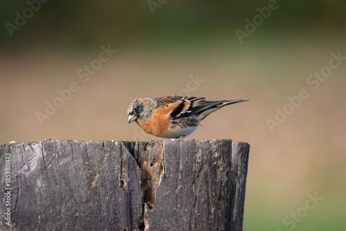 A Brambling (Fringilla montifringilla) perched on top of a tree stump.