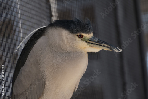 Closeup portrait of black-crowned night heron