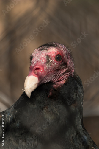 Close portrait of turkey vulture with feather detail