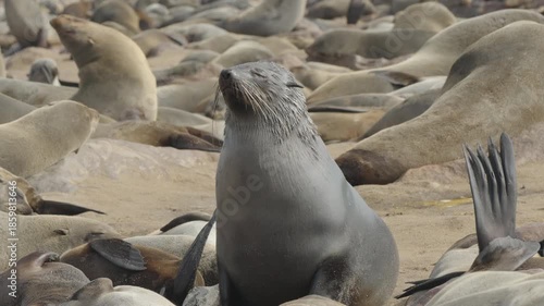 a high frame rate close front view of a male fur seal sunning itself at cape cross seal colony in namibia, africa