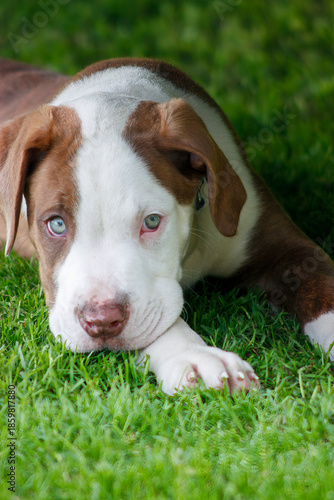 American Bulldog  laying in the grass