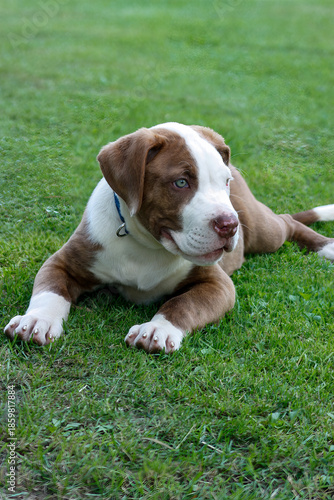 American Bulldog  laying in the grass